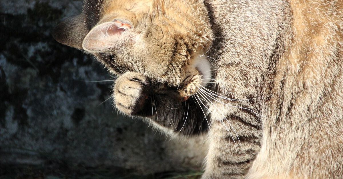 Verkatert? Woher das Kopfweh kommt und was dagegen hilft